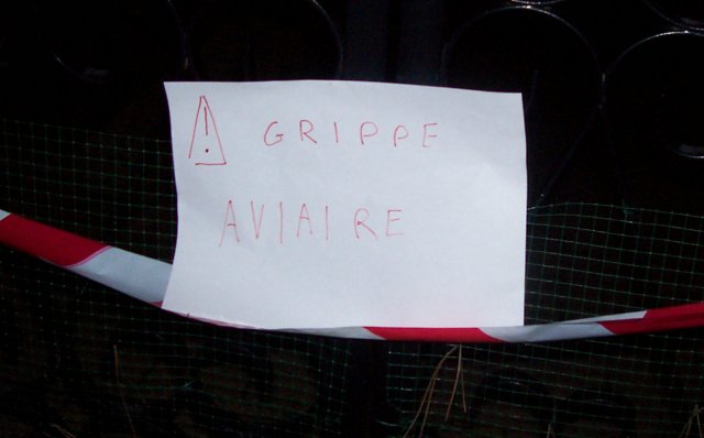 Attention grippe aviaire