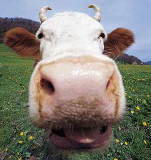 Vache conne Vache conne