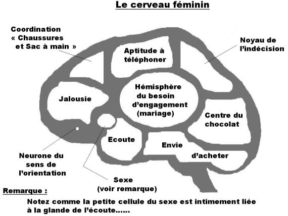 cerveau_femme