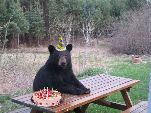 Anniversaire Ours Anniversaire Ours
