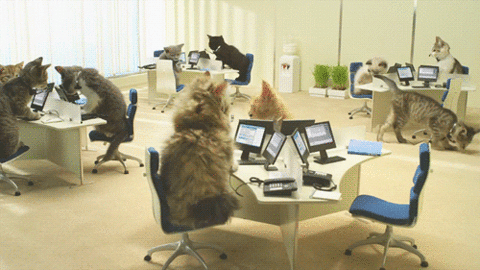 Chatons LAN Chatons LAN