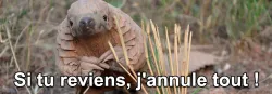 Un pangolin d&#039;avril