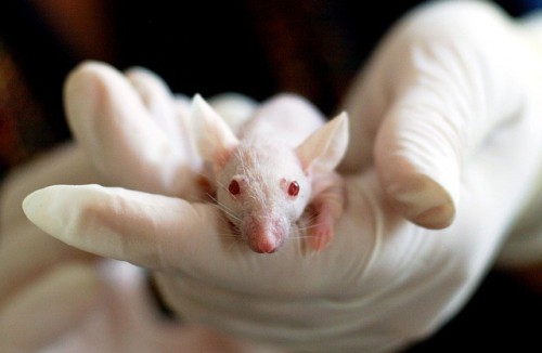 La science qui fait peur http://eur.news1.yimg.com/eur.yimg.com/xp/afpji/20040512/040512180911.bzboq7m10a.jpg